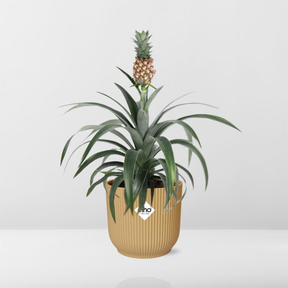 Ananas Mi Amigo in ELHO Vibes Fold 14cm