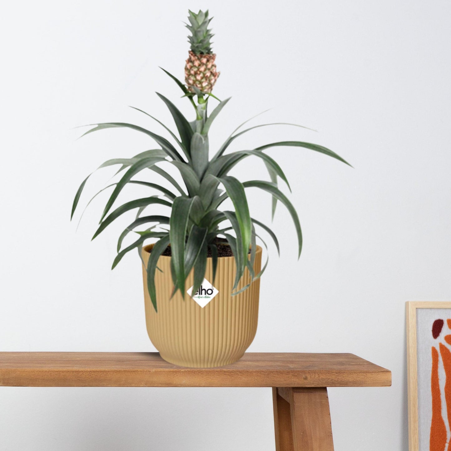 Ananas Mi Amigo in ELHO Vibes Fold 14cm