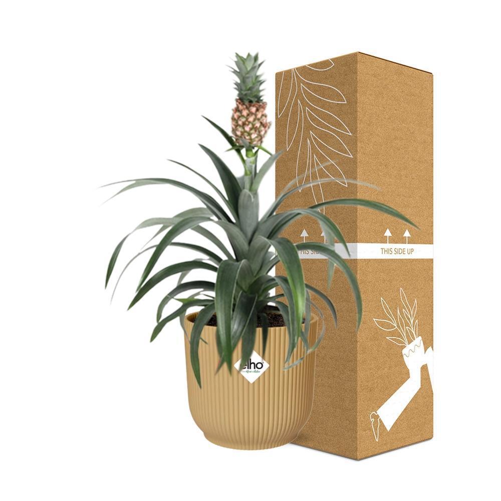 Ananas Mi Amigo in ELHO Vibes Fold 14cm