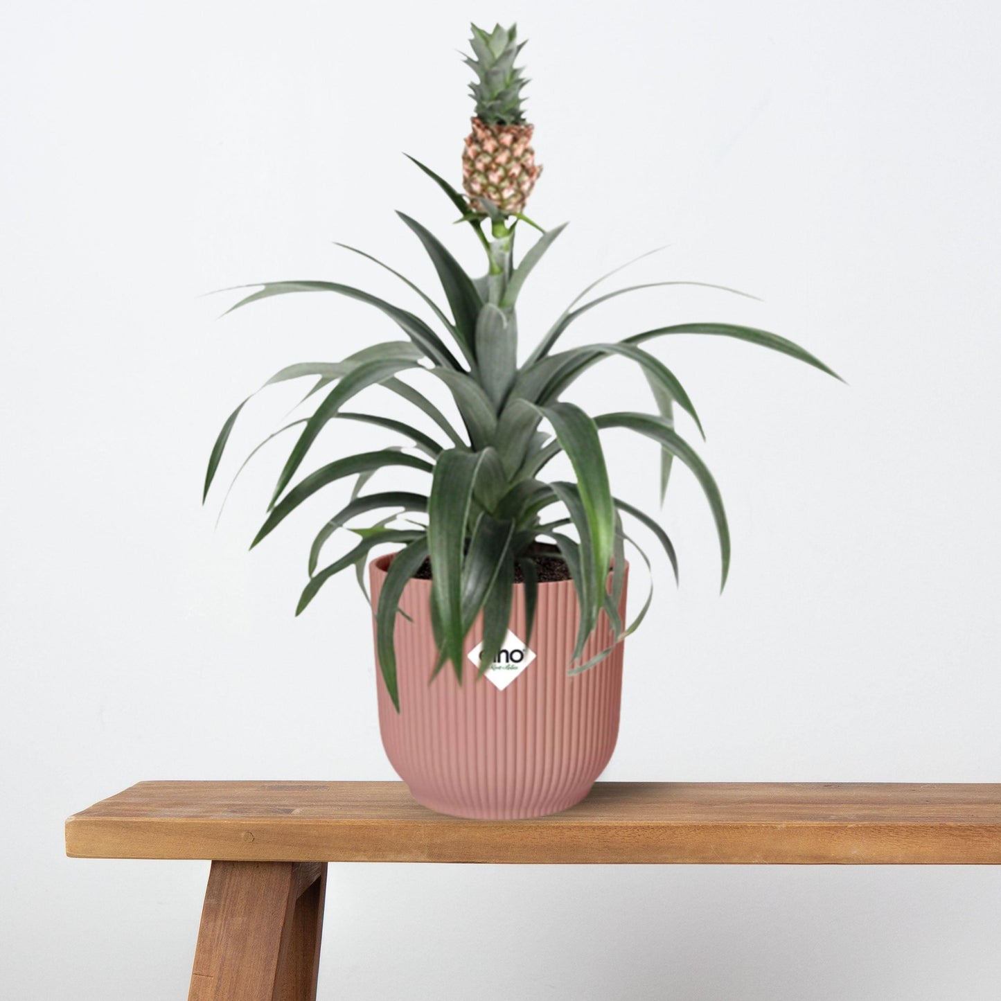 Ananas Mi Amigo in ELHO Vibes Fold 14cm