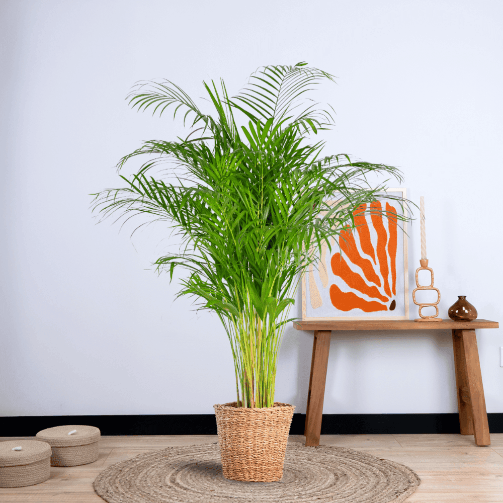 Areca Palm (dypsis) XL met mand Noah (120cm - Ø24) Plant Greenify