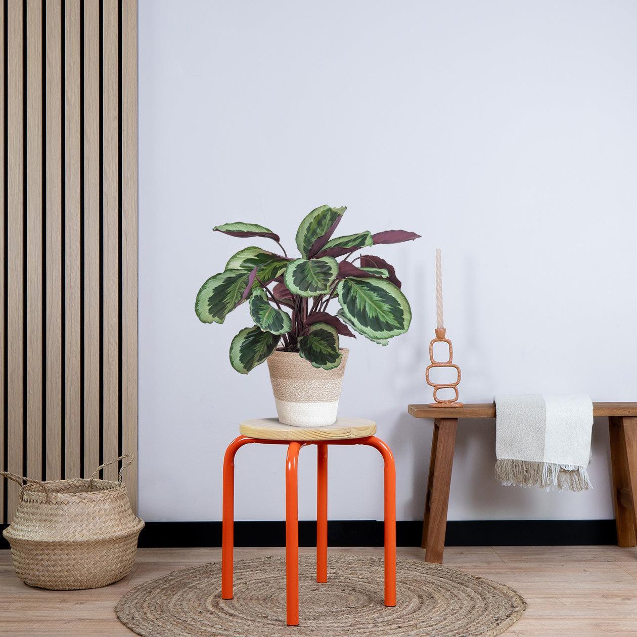 Calathea Medaillon met pot (50cm - Ø19) Plant Greenify