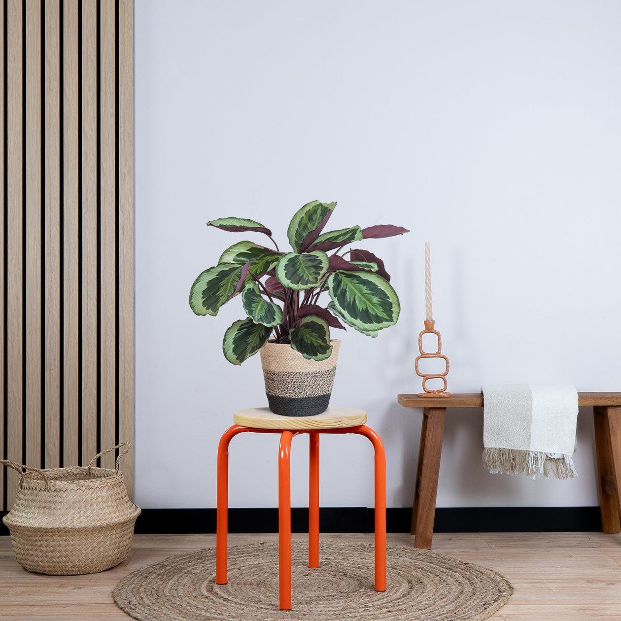 Calathea Medaillon met pot (50cm - Ø19) Plant Greenify
