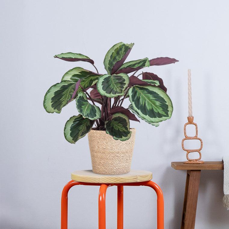Calathea Medaillon met pot (50cm - Ø19) Plant Greenify