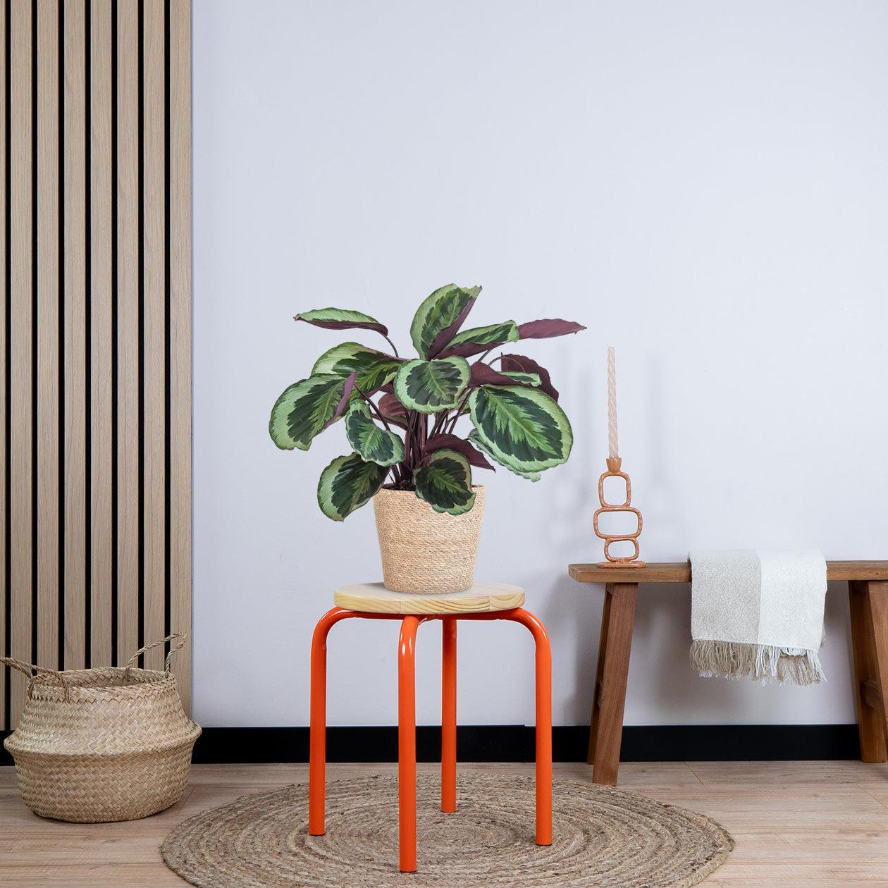 Calathea Medaillon met pot (50cm - Ø19) Plant Greenify