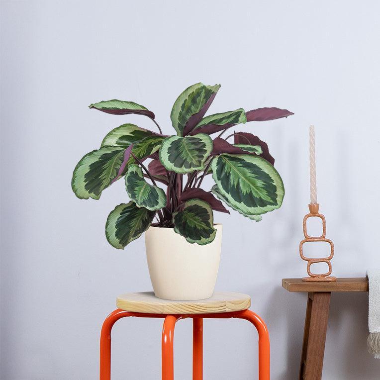 Calathea Medaillon met pot (50cm - Ø19) Plant Greenify