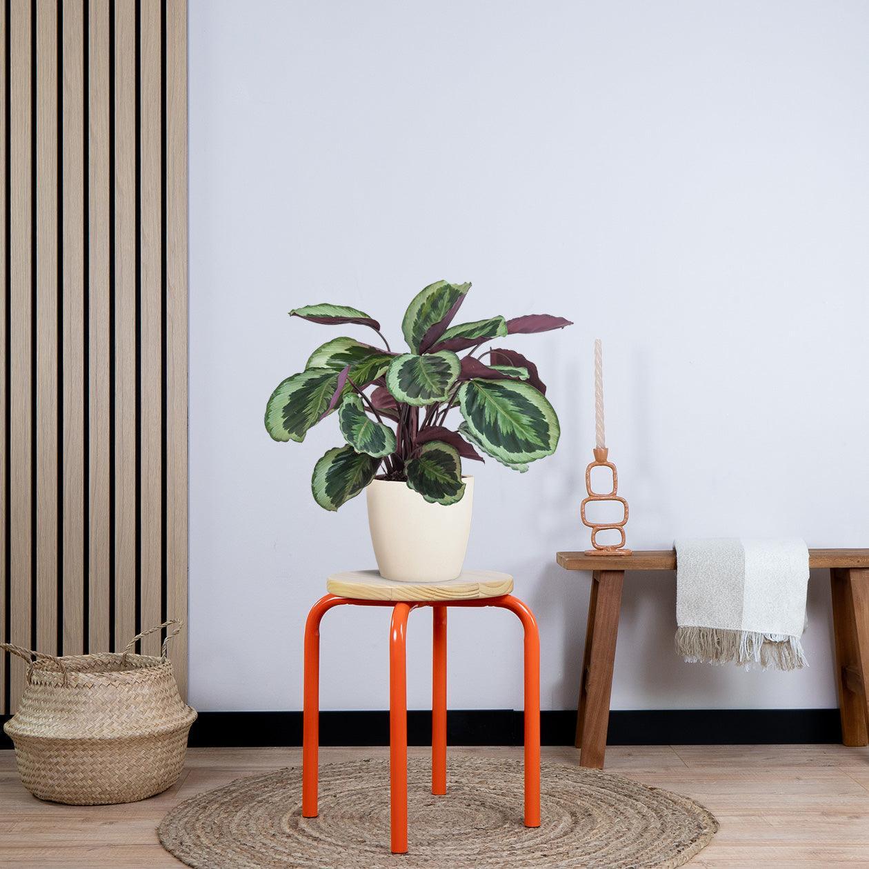 Calathea Medaillon met pot (50cm - Ø19) Plant Greenify