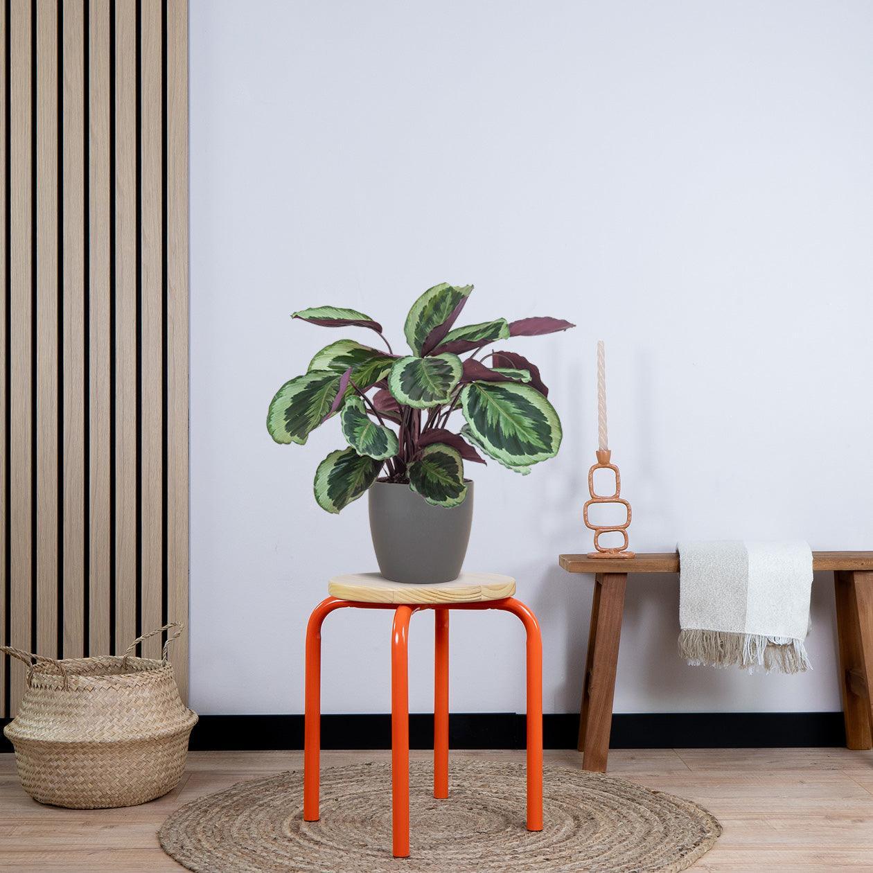 Calathea Medaillon met pot (50cm - Ø19) Plant Greenify