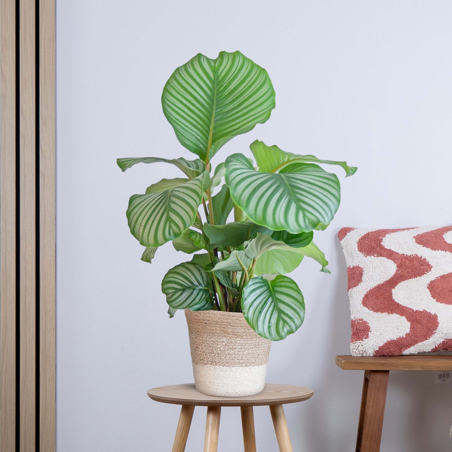Calathea Orbifolia met Yuki wit (65cm - Ø21)