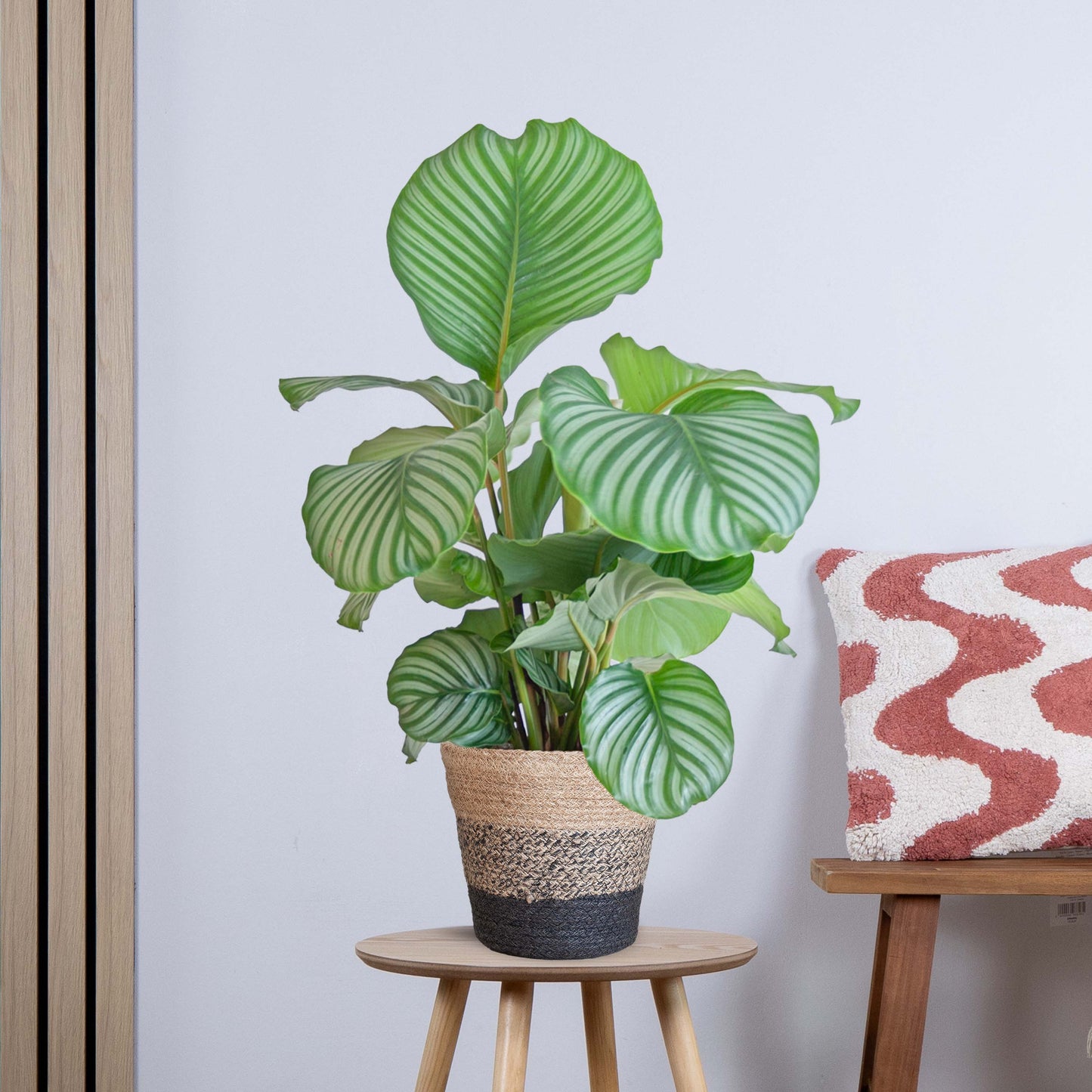 Calathea Orbifolia met Yuki wit (65cm - Ø21)