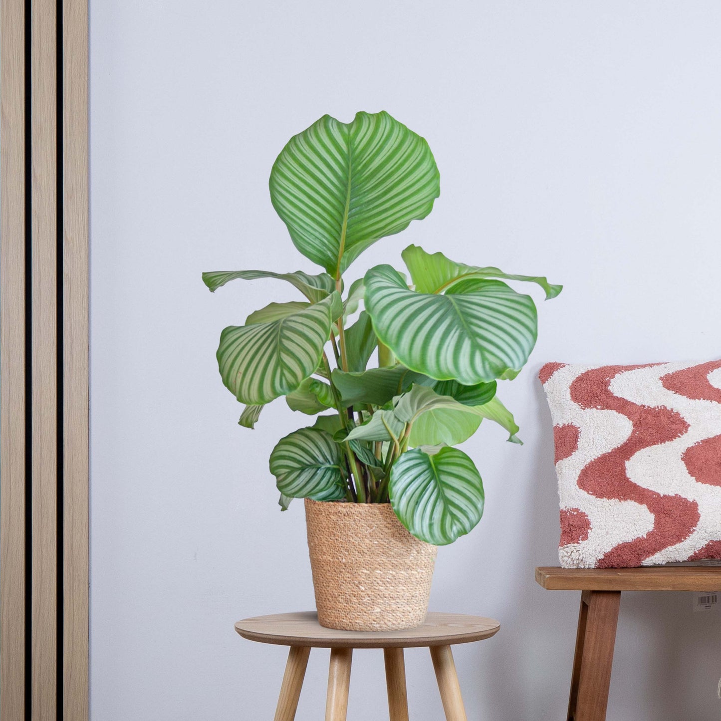 Calathea Orbifolia met Yuki wit (65cm - Ø21)