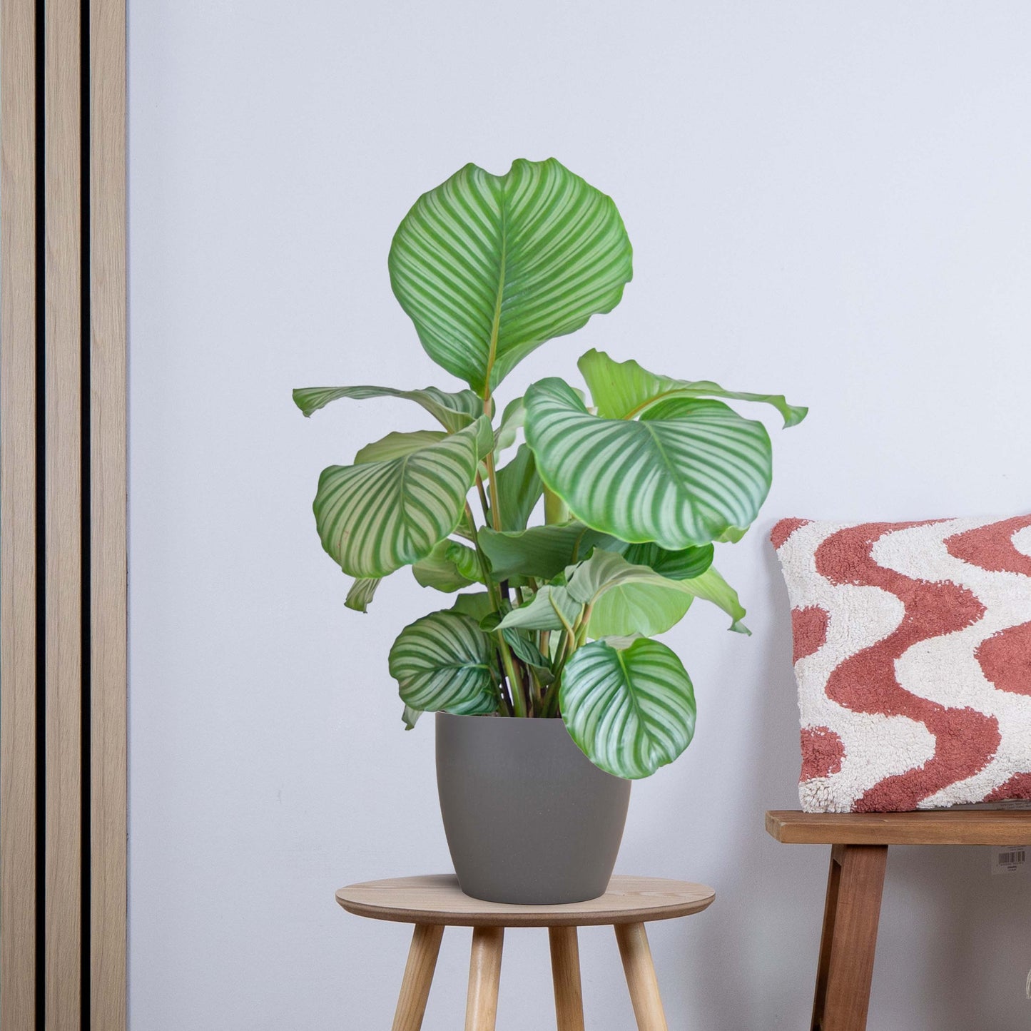 Calathea Orbifolia met Yuki wit (65cm - Ø21)