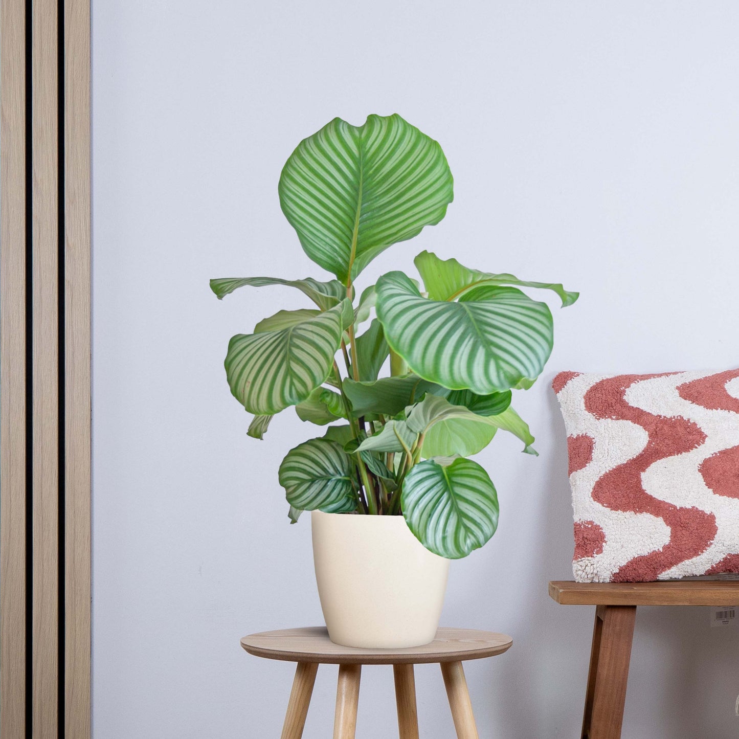 Calathea Orbifolia met Yuki wit (65cm - Ø21)