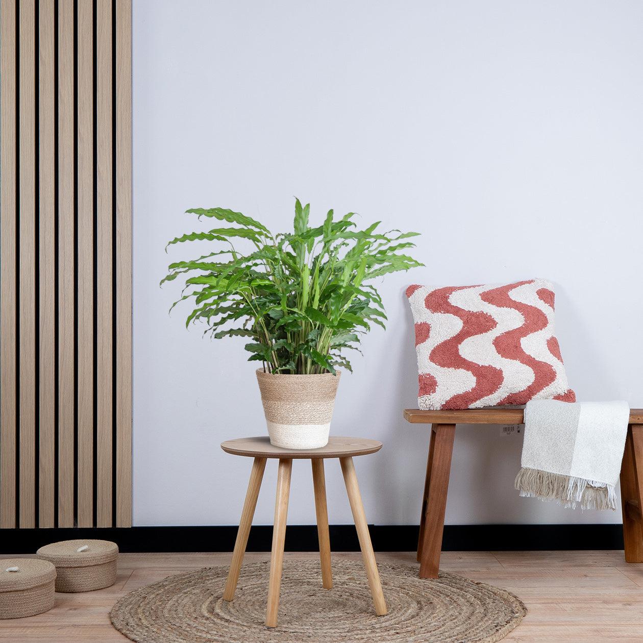 Calathea Rufibarba (55cm - Ø17) met pot Plant Greenify
