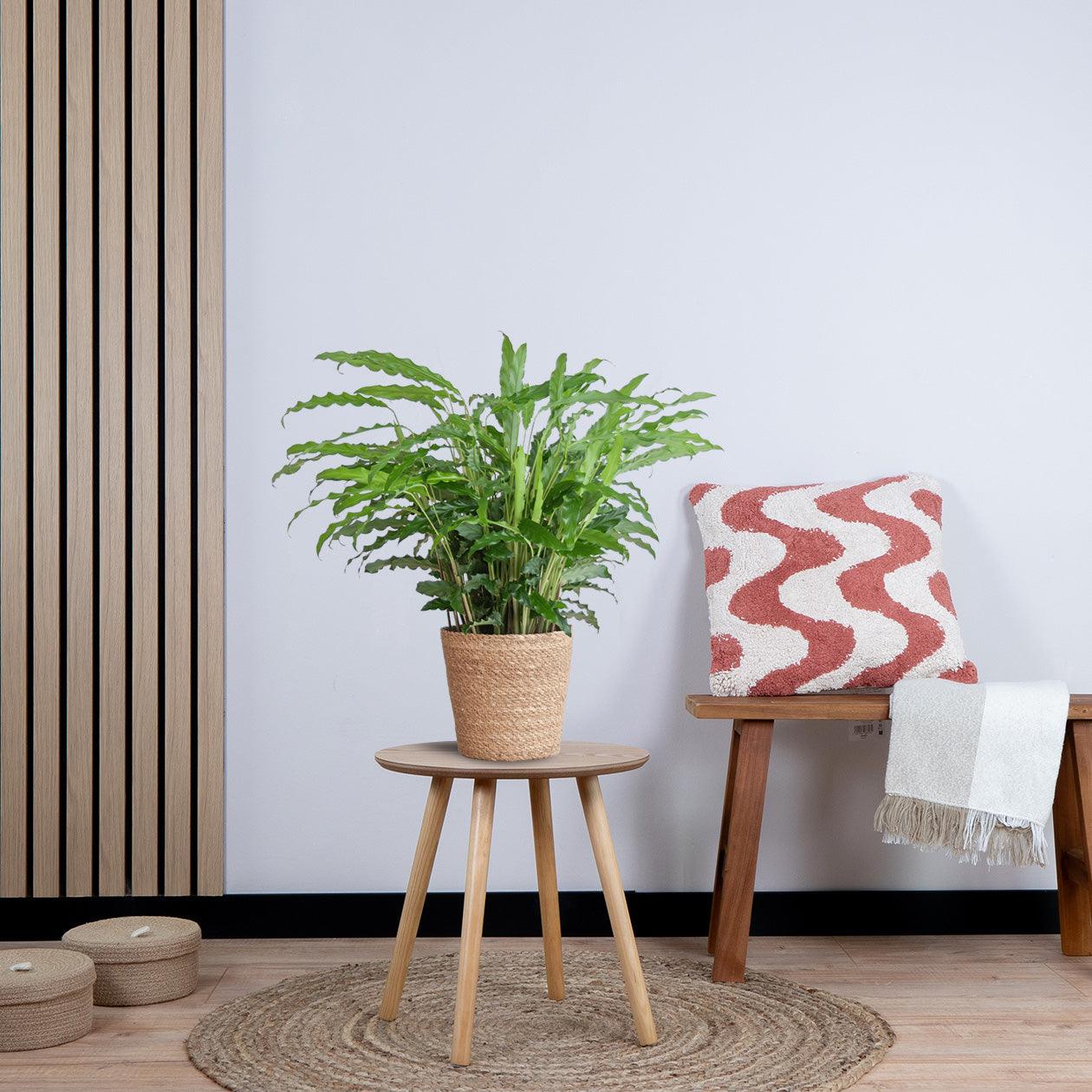 Calathea Rufibarba (55cm - Ø17) met pot Plant Greenify