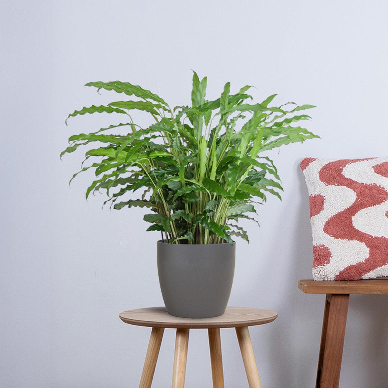 Calathea Rufibarba (55cm - Ø17) met pot Plant Greenify
