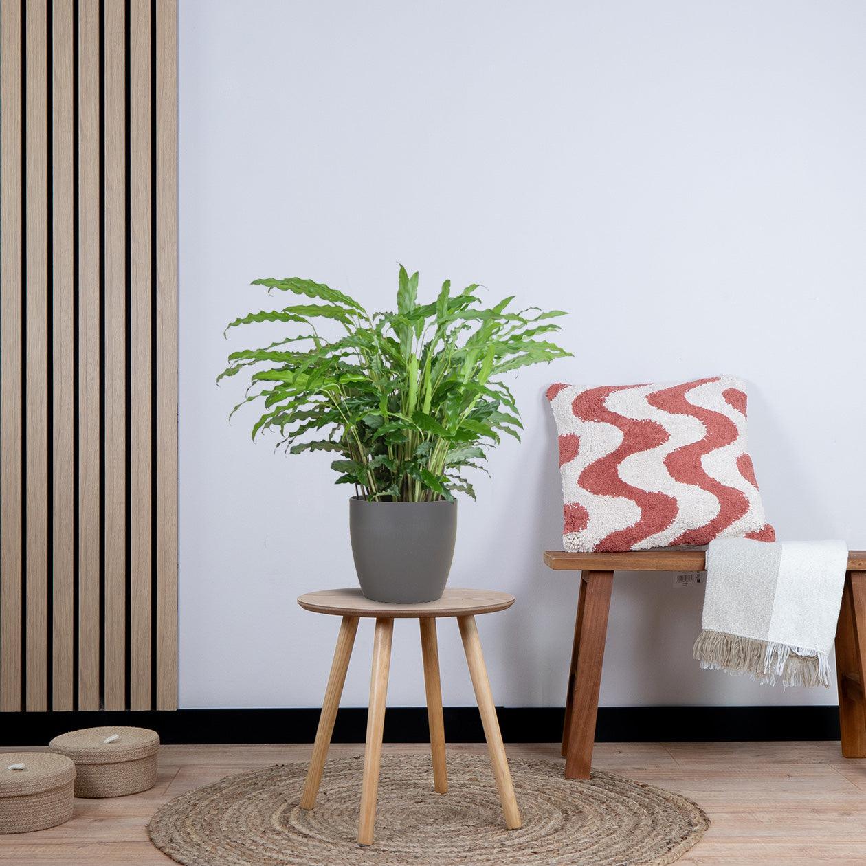 Calathea Rufibarba (55cm - Ø17) met pot Plant Greenify