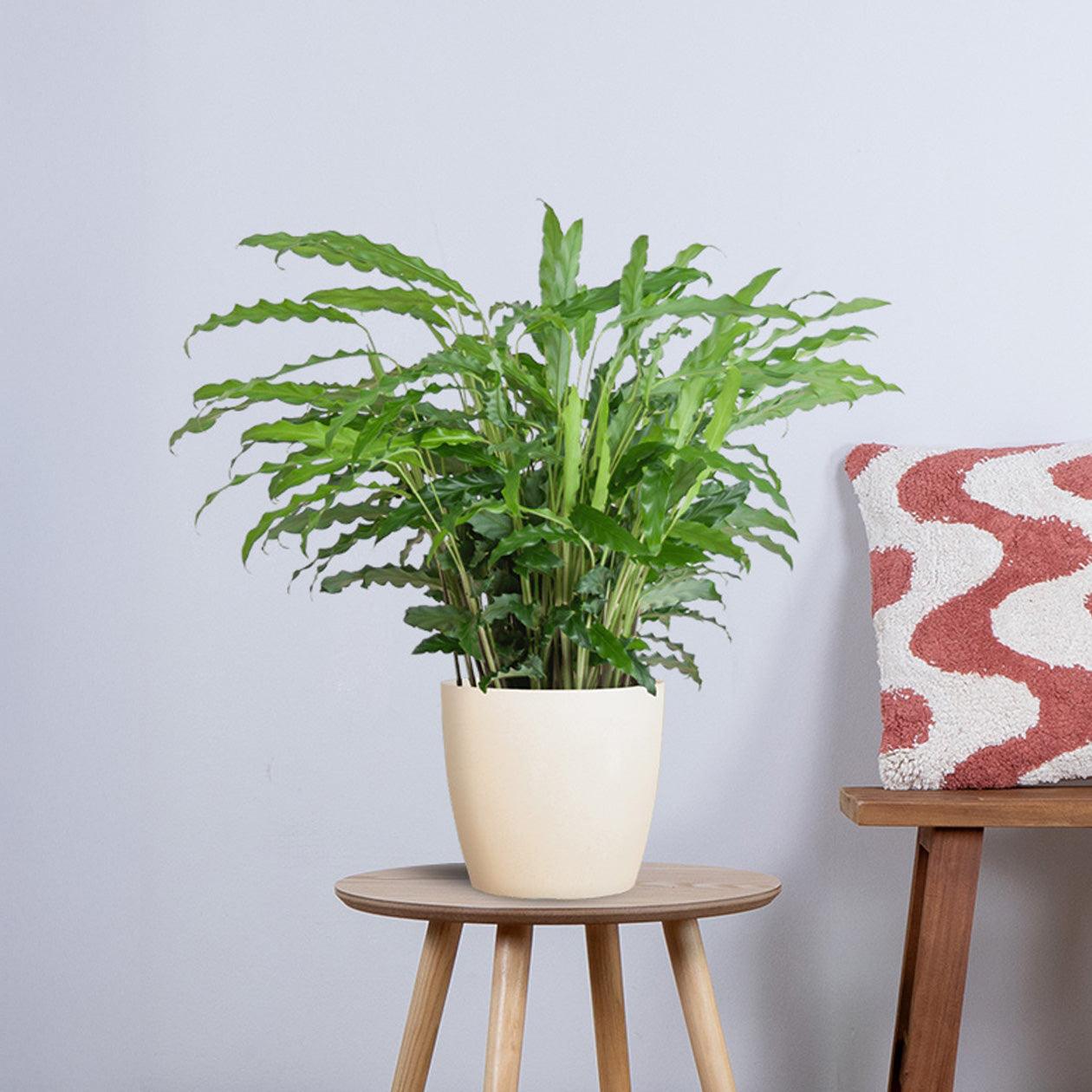 Calathea Rufibarba (55cm - Ø17) met pot Plant Greenify
