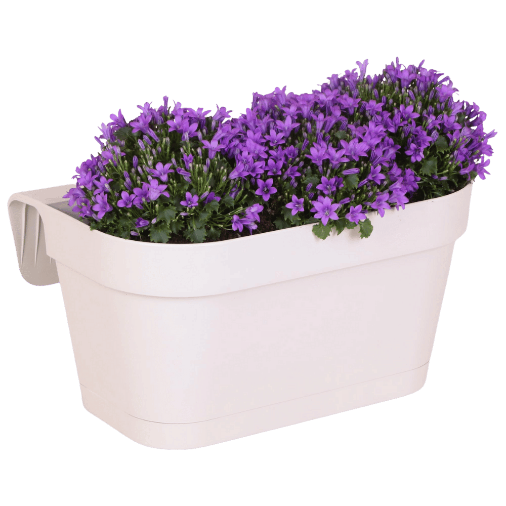 Campanula Addenda Ambella Intense purple - Balkonbak wit 36 cm Plant Greenify