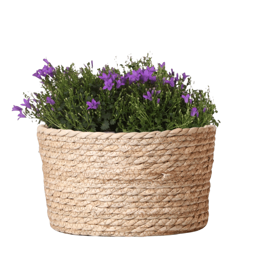 Campanula Addenda Ambella Intense purple - handgeweven rieten mand Plant Greenify