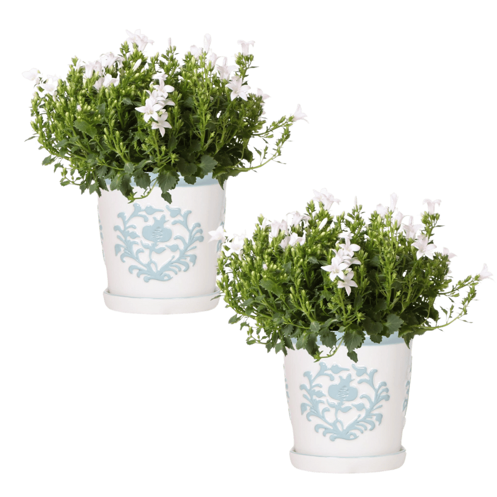 Campanula Addenda Ambella White in Malaga sierpotten - potmaat 12cm Plant Greenify