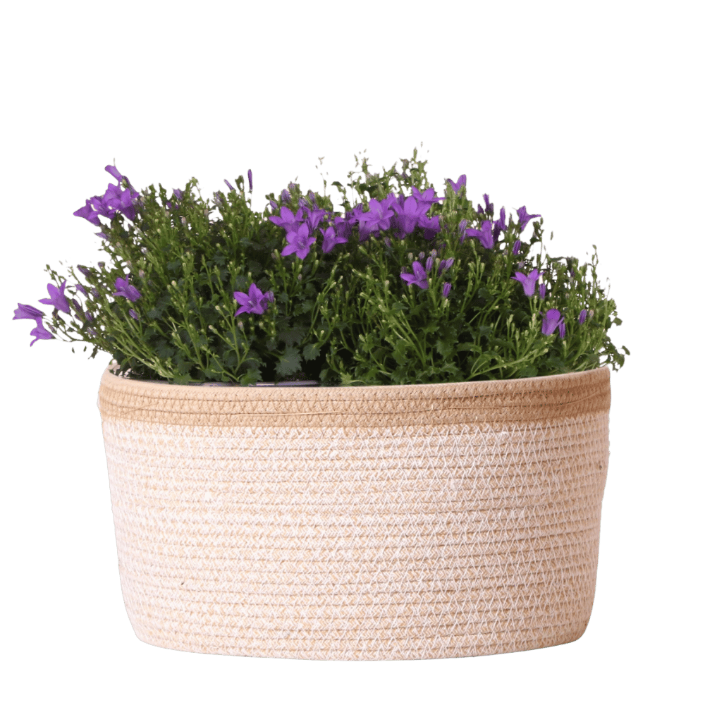 Campanula Addenda Ambella Intense purple - handgeweven rieten mand Plant Greenify