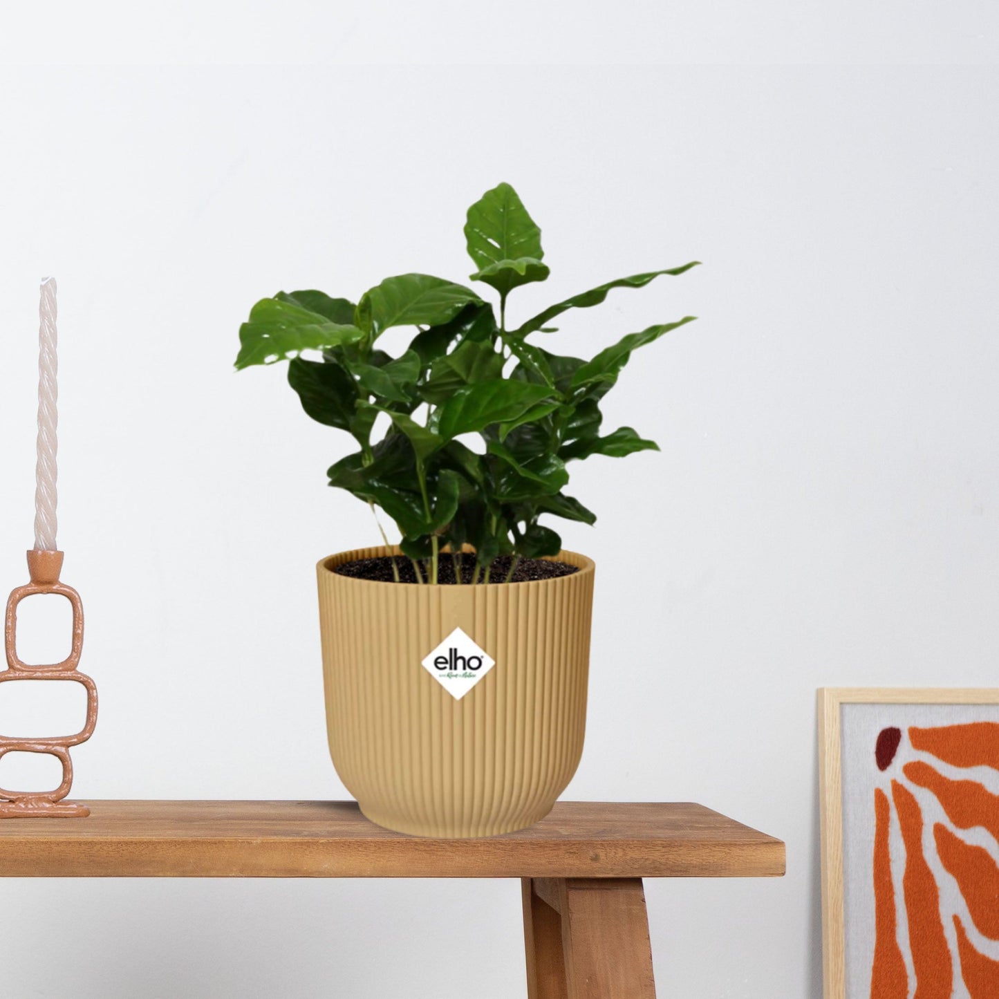 Coffea Arabica in ELHO Vibes Fold 14cm