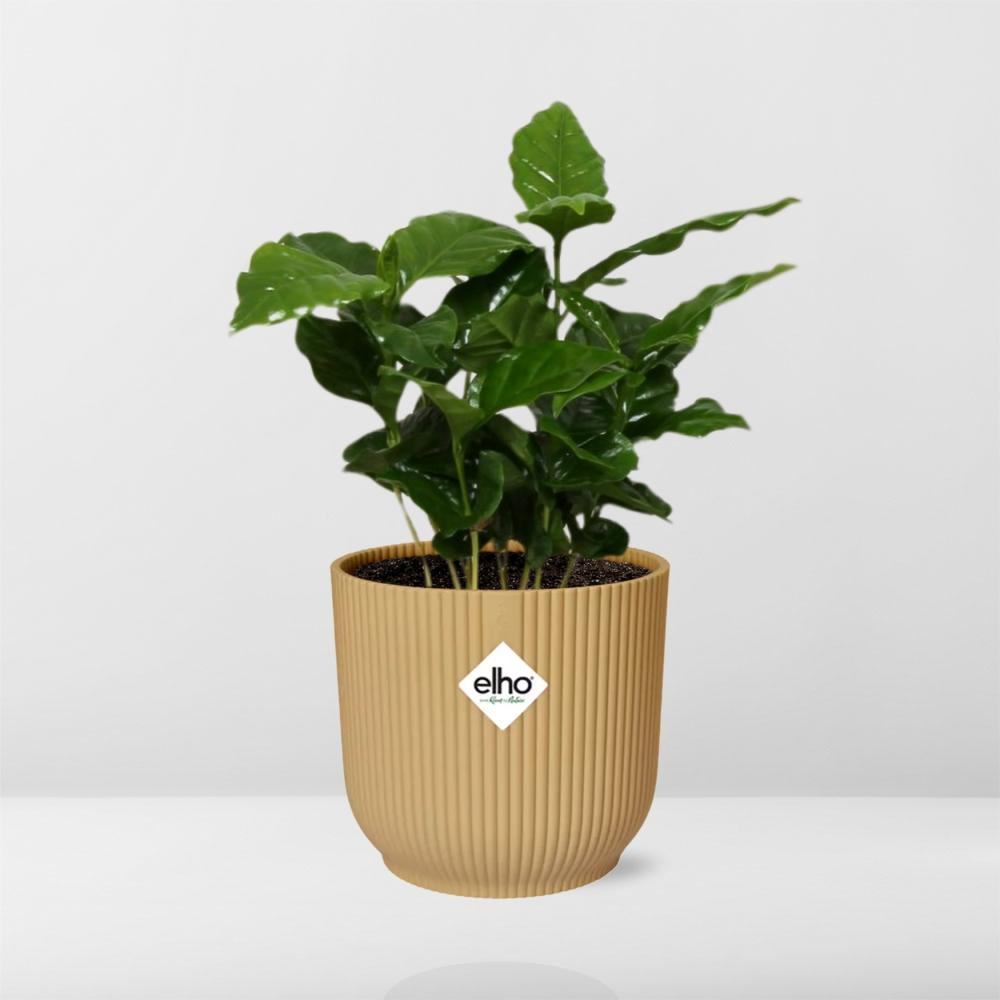 Coffea Arabica in ELHO Vibes Fold 14cm