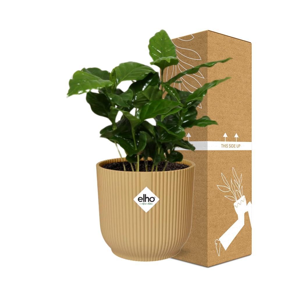 Coffea Arabica in ELHO Vibes Fold 14cm