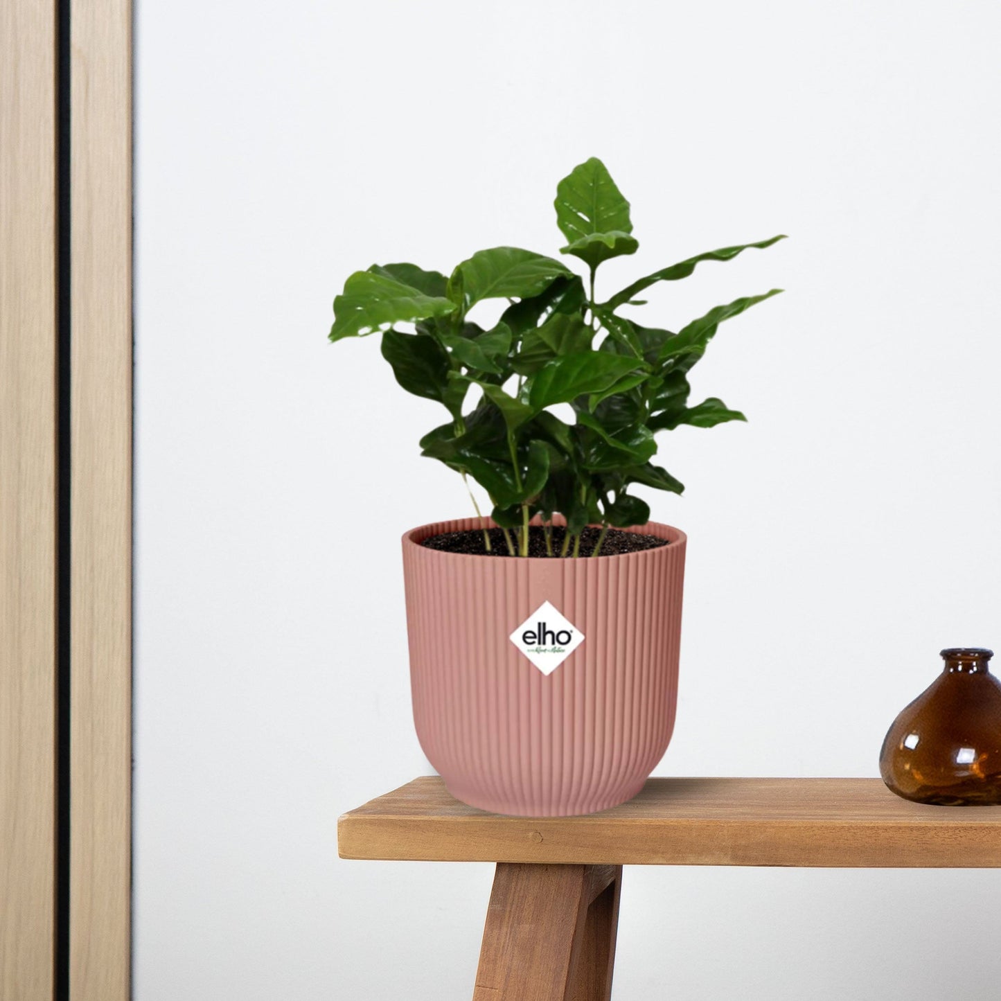 Coffea Arabica in ELHO Vibes Fold 14cm