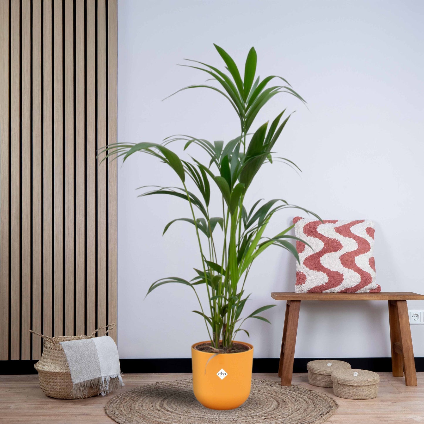 Combi deal - Kentia palm inclusief elho Jazz Round (160 cm - Ø26) Plant Greenify