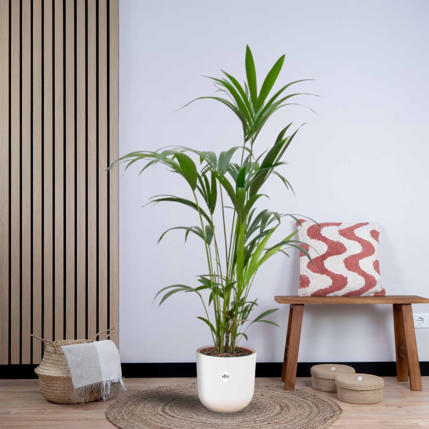 Combi deal - Kentia palm inclusief elho Jazz Round (160 cm - Ø26) Plant Greenify