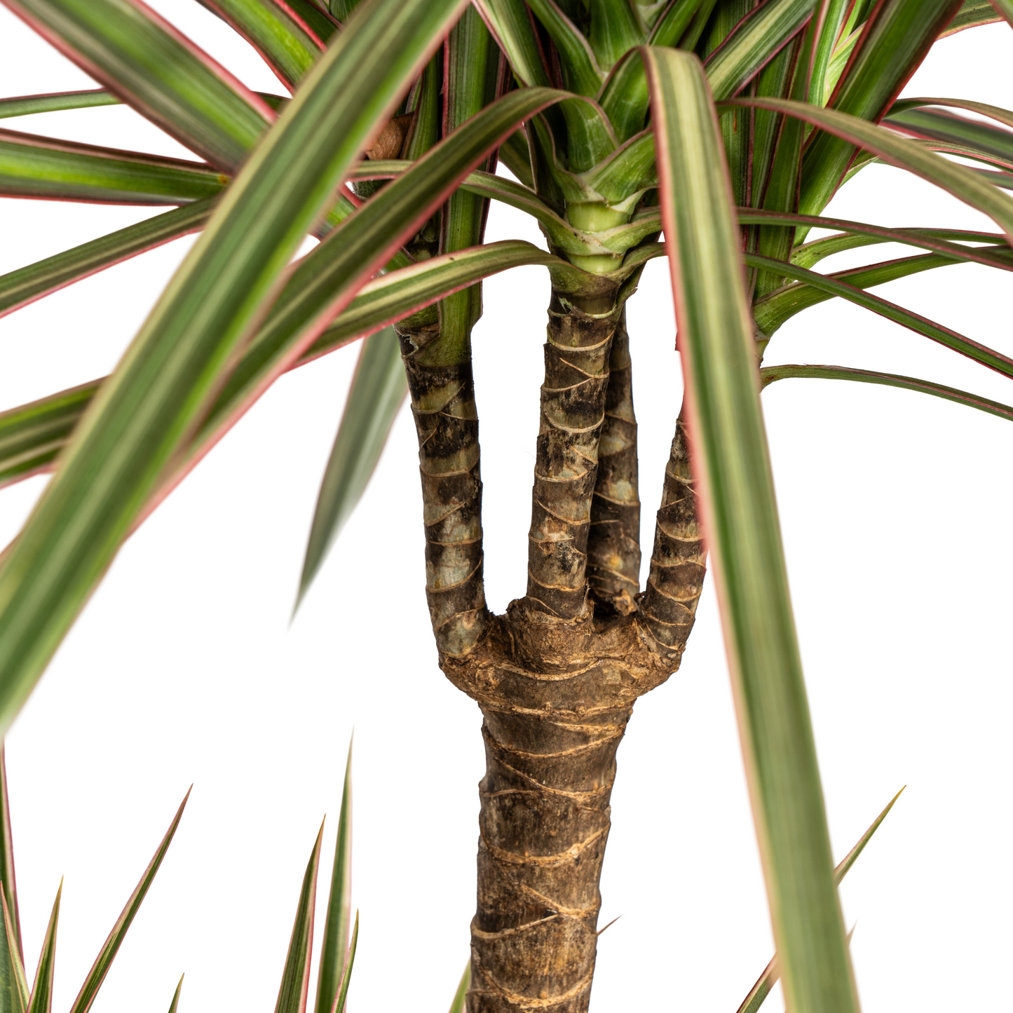 Dracaena Bicolor (150 cm - ø24)