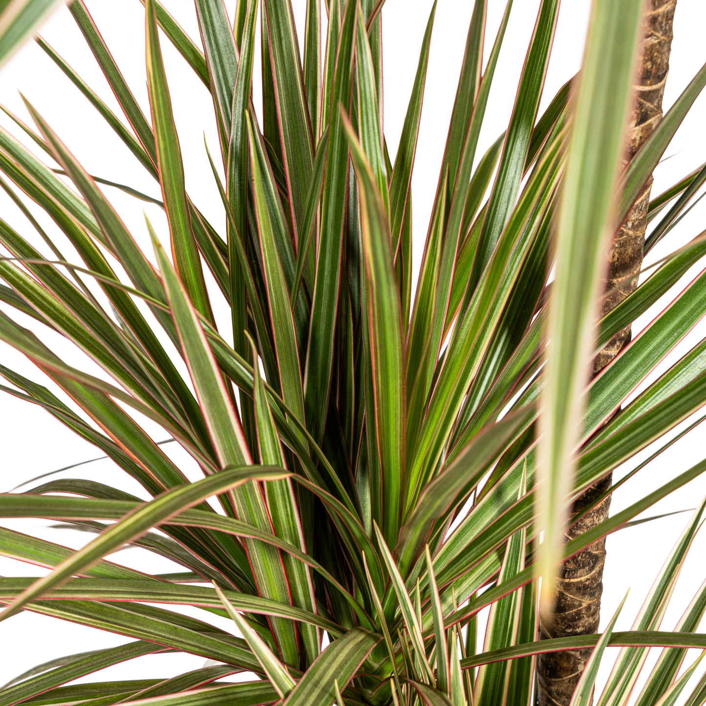Dracaena Bicolor (150 cm - ø24)