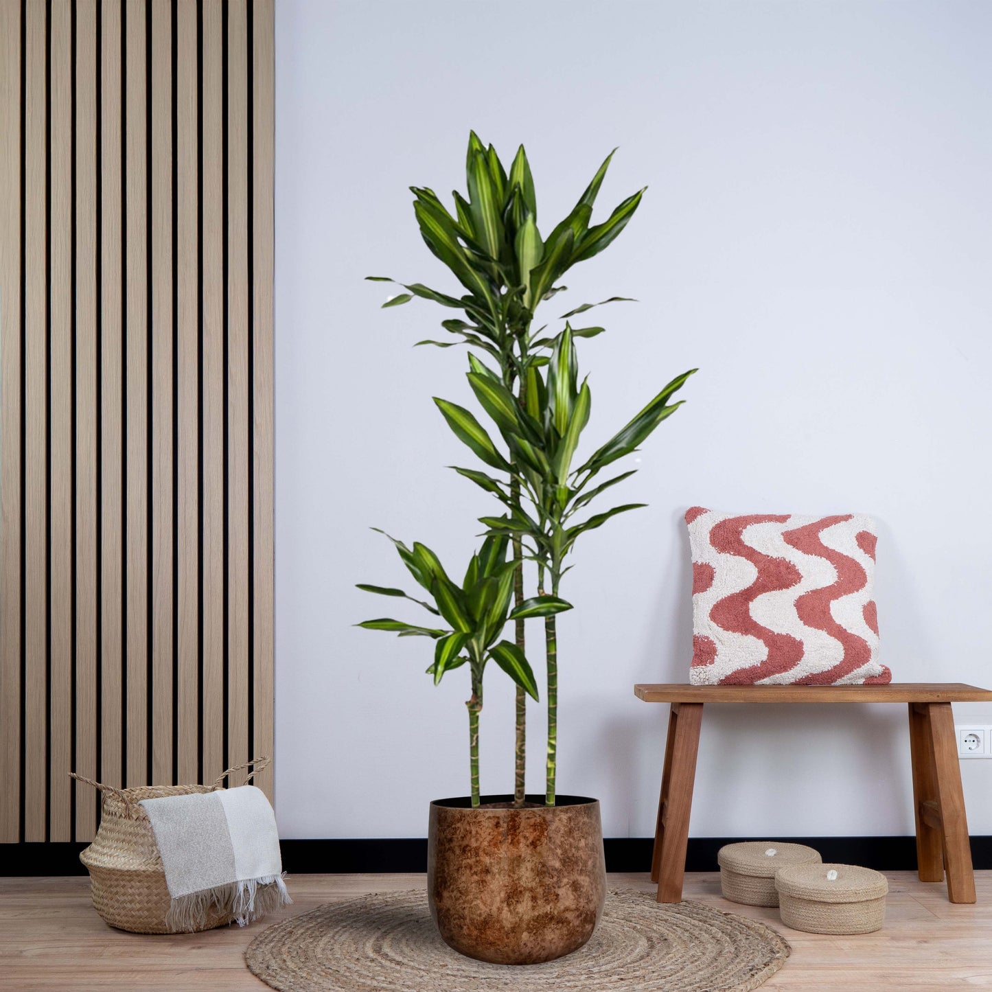 Dracaena Cintho (160 cm - ø24)