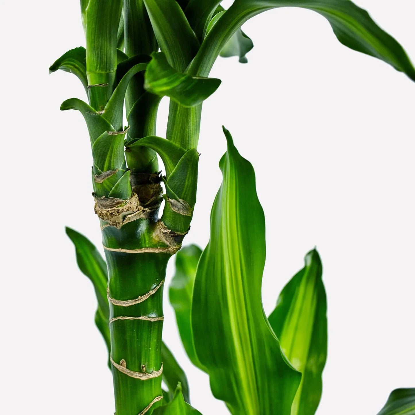 Dracaena Cintho (160 cm - ø24)