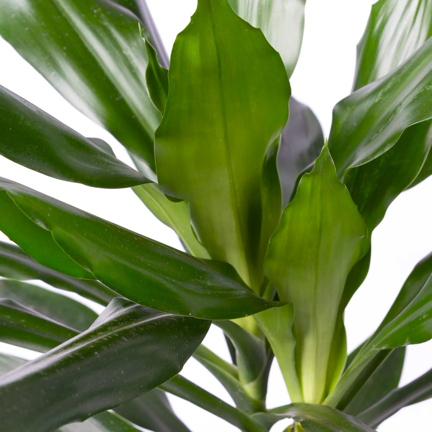 Dracaena Janet Lind (150-160 cm - ø24)