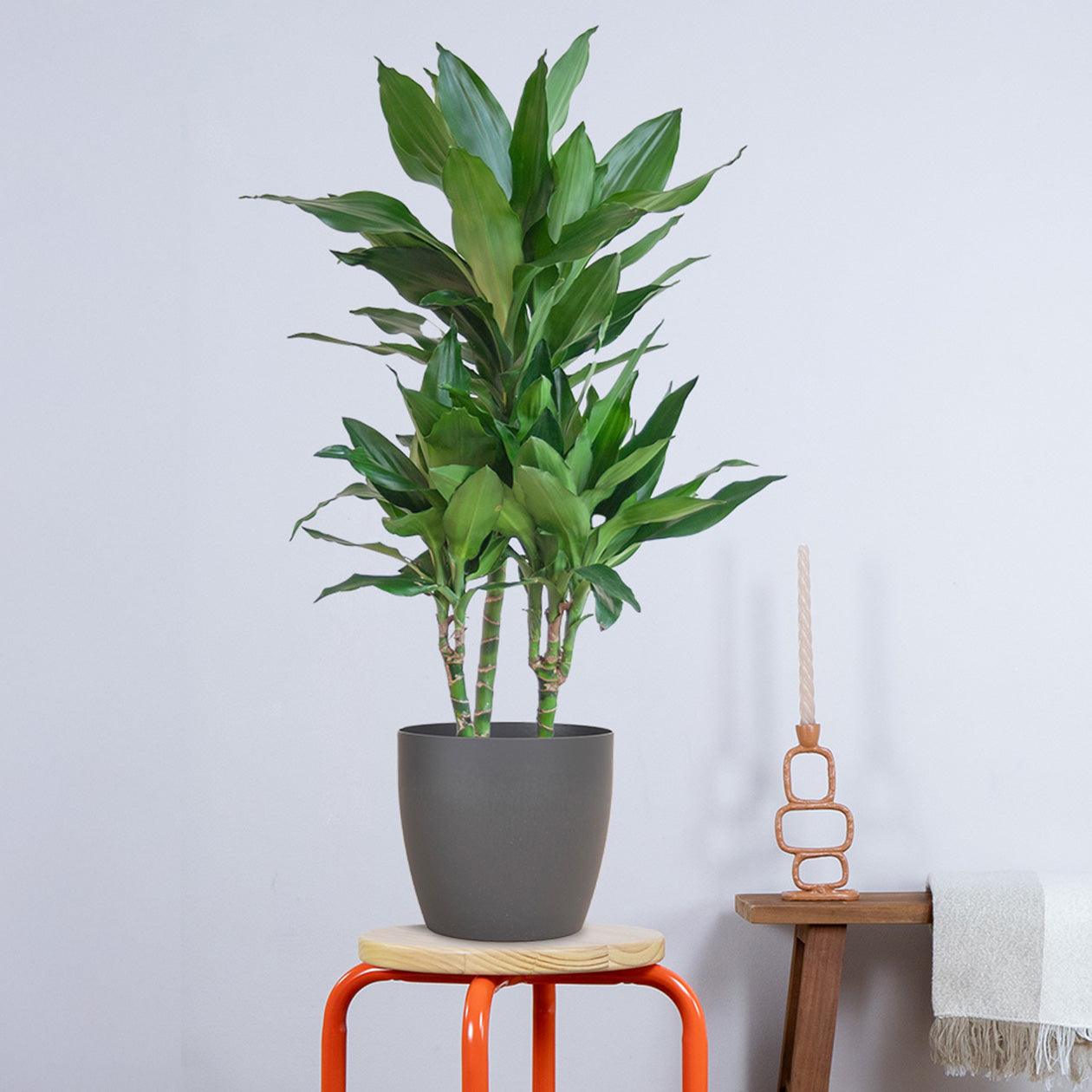 Dracaena Janet Lindt met pot (95cm - Ø21) Plant Greenify