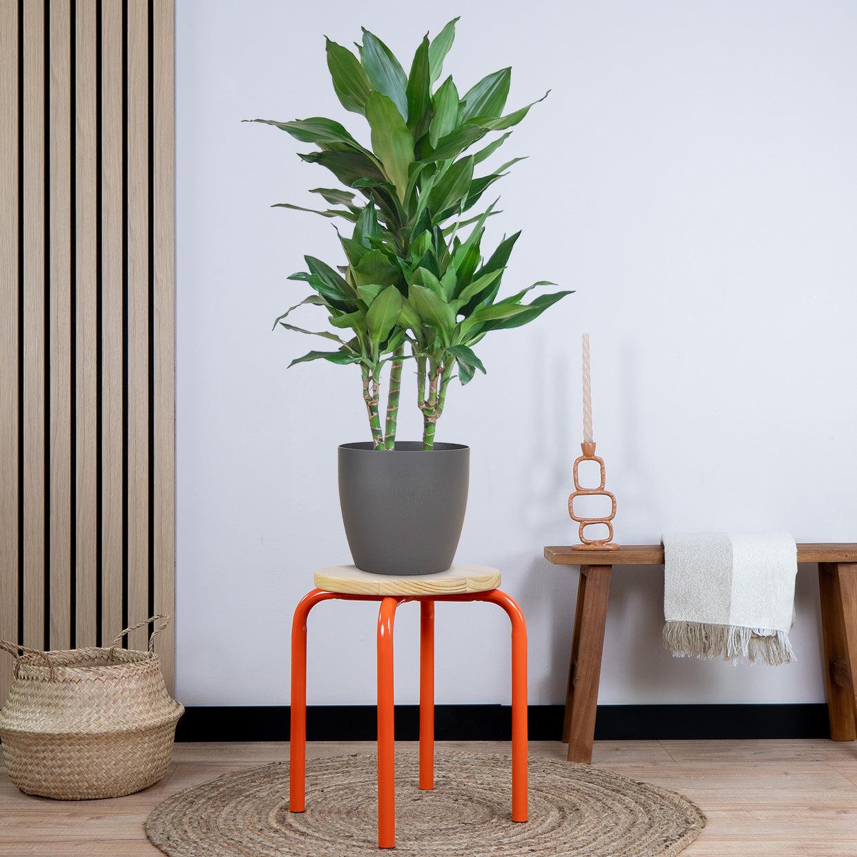Dracaena Janet Lindt met pot (95cm - Ø21) Plant Greenify