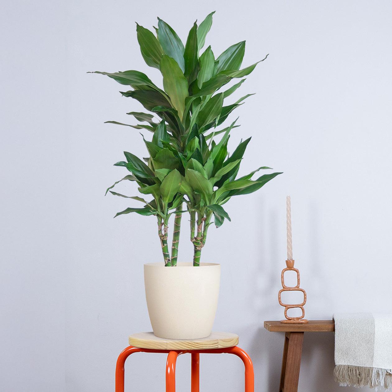 Dracaena Janet Lindt met pot (95cm - Ø21) Plant Greenify