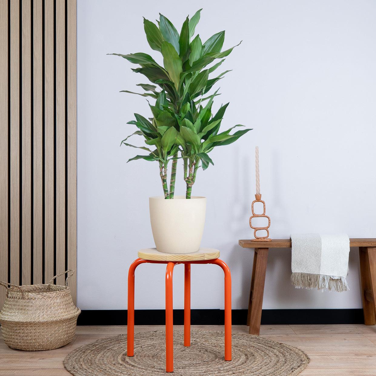 Dracaena Janet Lindt met pot (95cm - Ø21) Plant Greenify