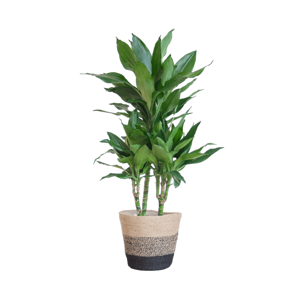 Dracaena Janet Lindt met pot (95cm - Ø21) Plant Greenify