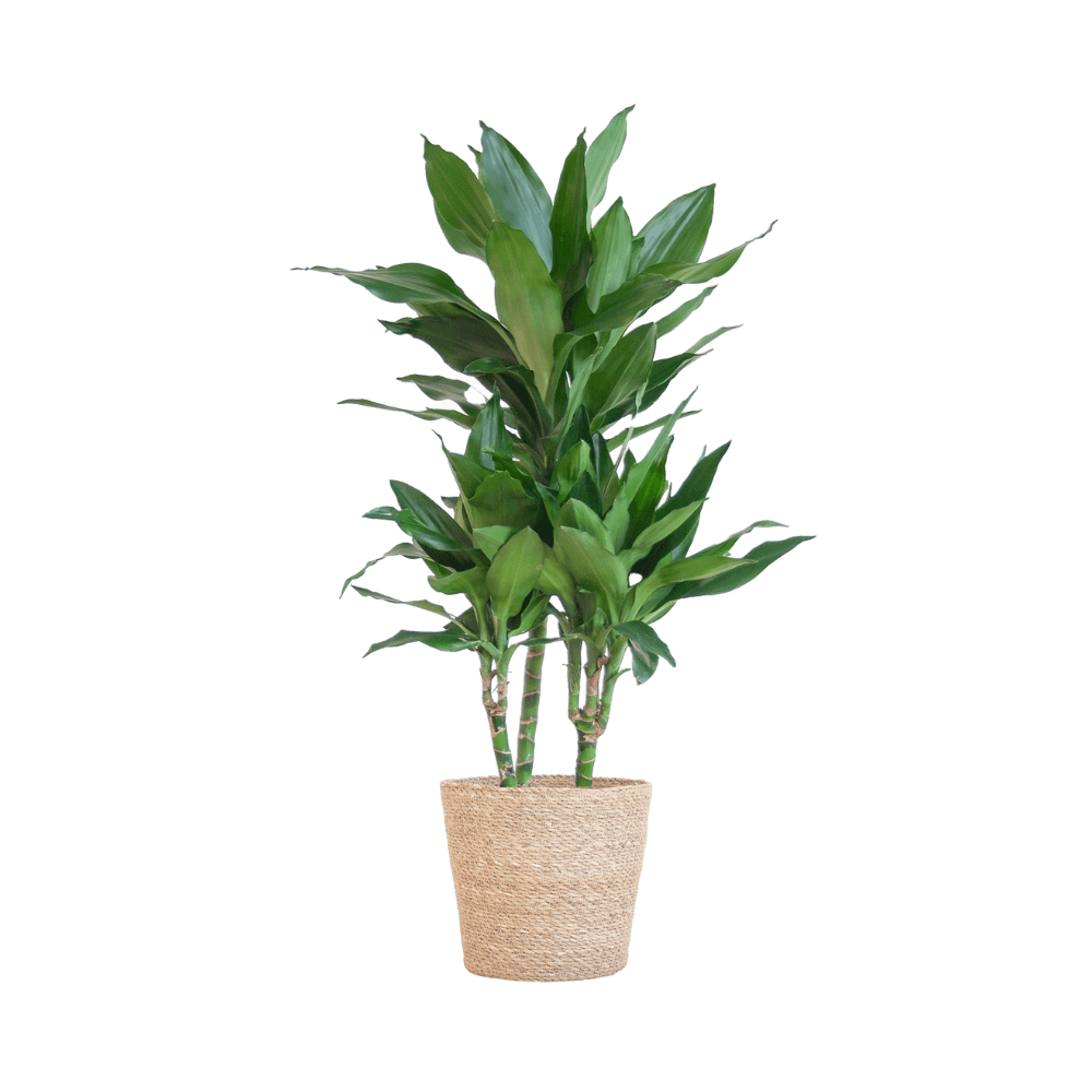 Dracaena Janet Lindt met pot (95cm - Ø21) Plant Greenify
