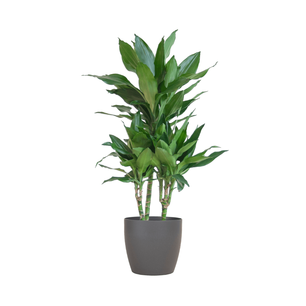 Dracaena Janet Lindt met pot (95cm - Ø21) Plant Greenify