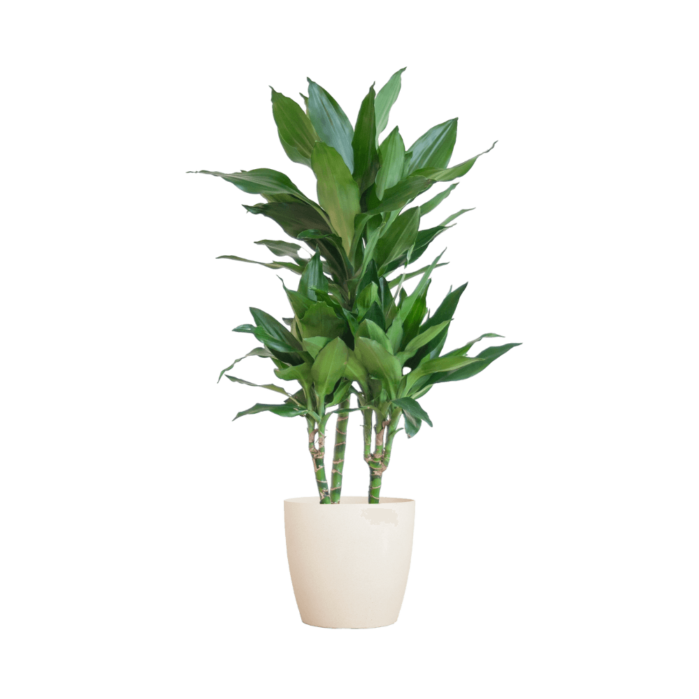 Dracaena Janet Lindt met pot (95cm - Ø21) Plant Greenify