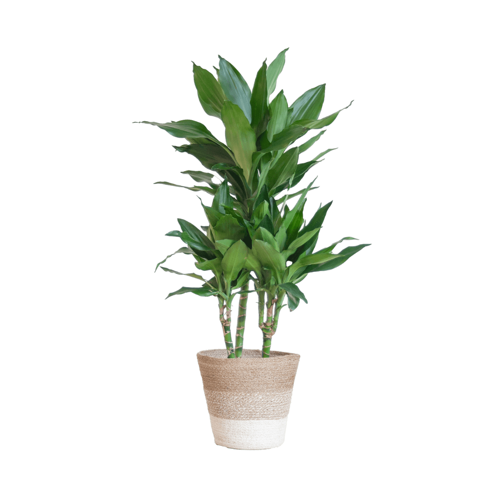Dracaena Janet Lindt met pot (95cm - Ø21) Plant Greenify