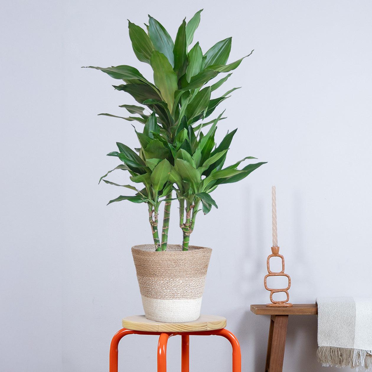 Dracaena Janet Lindt met pot (95cm - Ø21) Plant Greenify