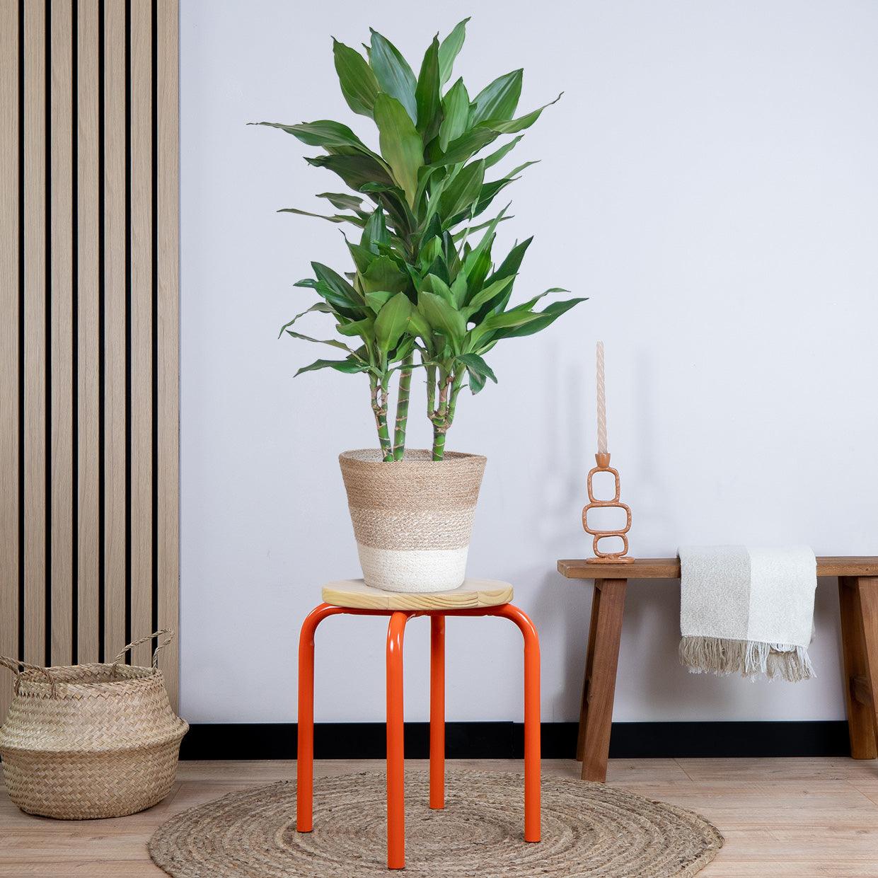 Dracaena Janet Lindt met pot (95cm - Ø21) Plant Greenify