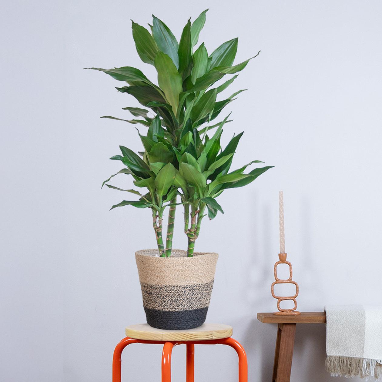 Dracaena Janet Lindt met pot (95cm - Ø21) Plant Greenify