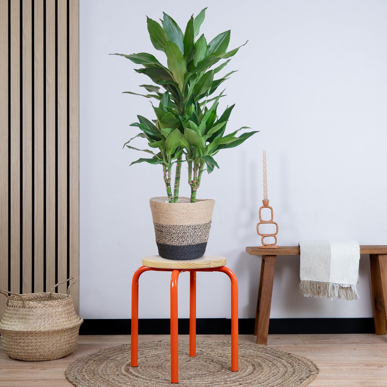 Dracaena Janet Lindt met pot (95cm - Ø21) Plant Greenify